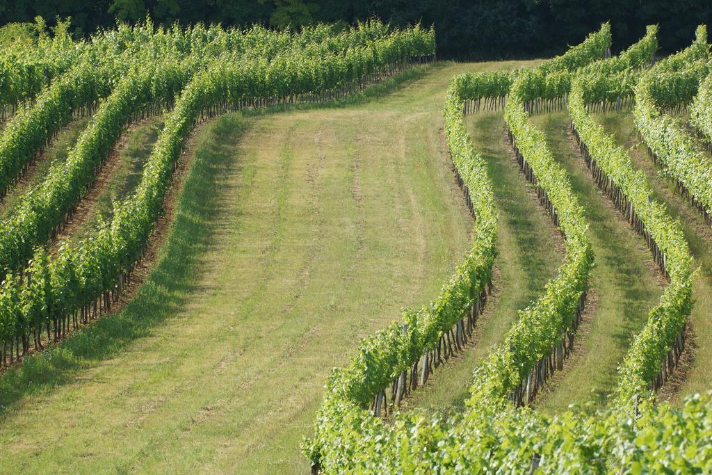 Winzerzimmer - Weingut Tinhof Айзенщат Екстериор снимка