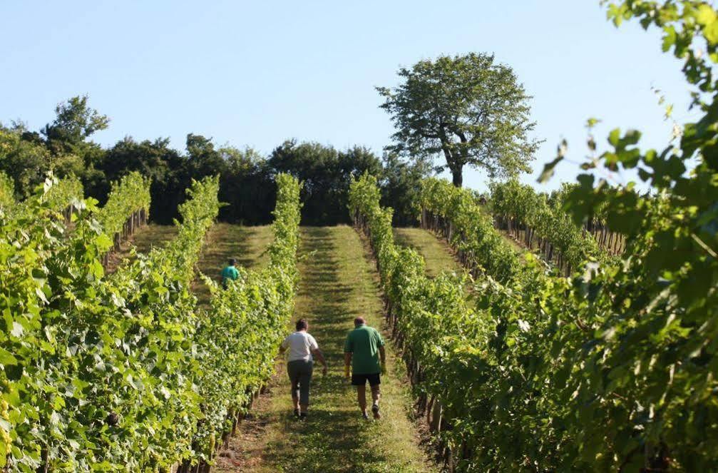 Winzerzimmer - Weingut Tinhof Айзенщат Екстериор снимка