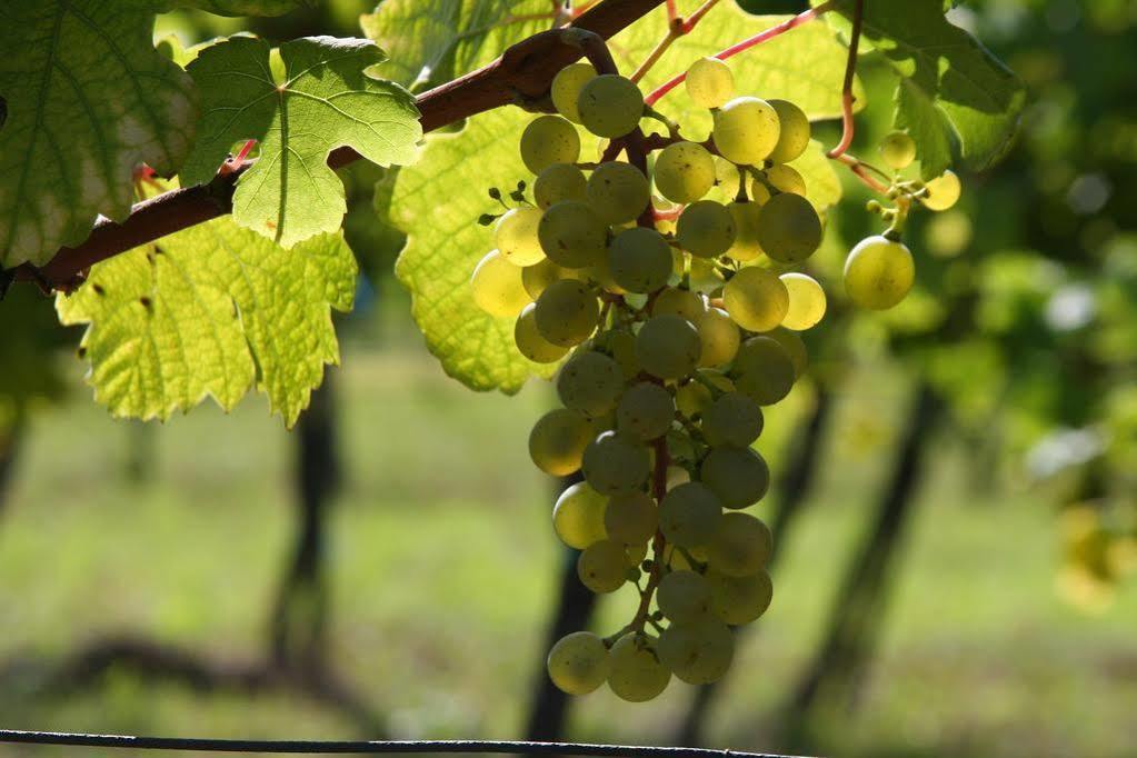 Winzerzimmer - Weingut Tinhof Айзенщат Екстериор снимка